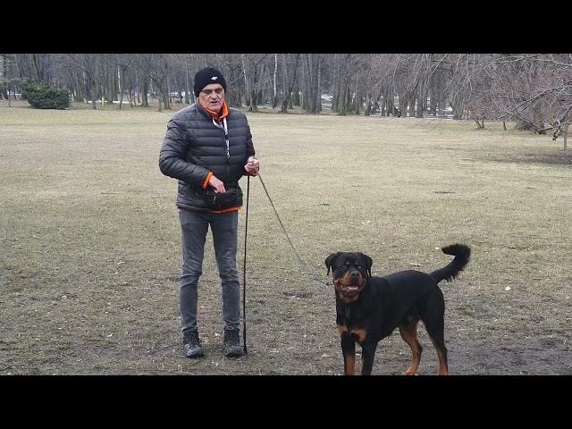 Rottweiler - jak zdobyć zaufanie psa 2- lekcja
