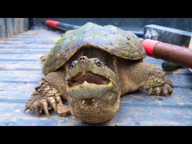 I CAUGHT A NEW PET