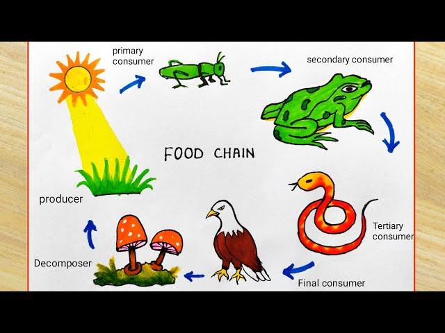 Food Chain System easy drawing | How to draw food chain easily | Food chain science project