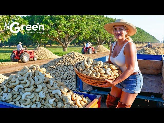 How to MILLIONS tonts of Cashew Harvested & Processed | Agriculture Technology