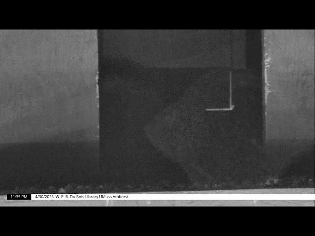 UMass Amherst Libraries Falcon Cam 2025