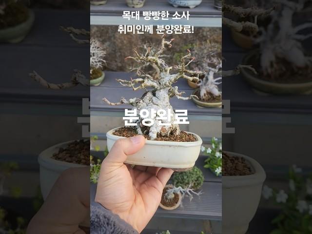 #소사분재#소사나무#소사나무소사#분재분양#분재취미