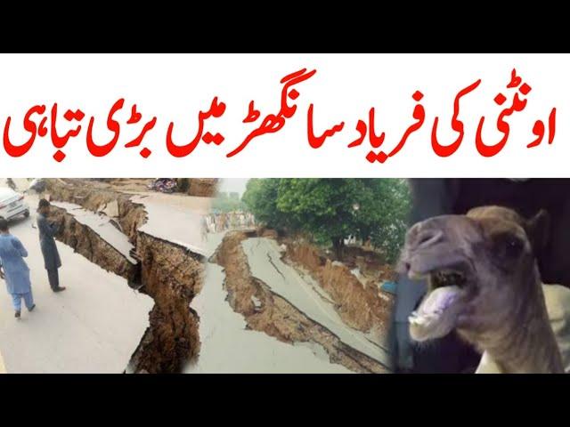 Sanghar Camel leg cut News | Sindh Camel Video | Sanghar Sindh Camel Latest Update