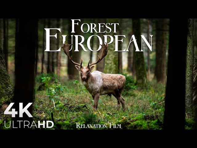 Forest 4K  European Nature Relaxation Film - Video Ultra HD