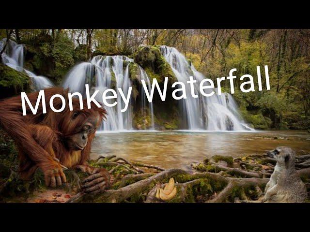 monkey waterfall || monkey water fall .