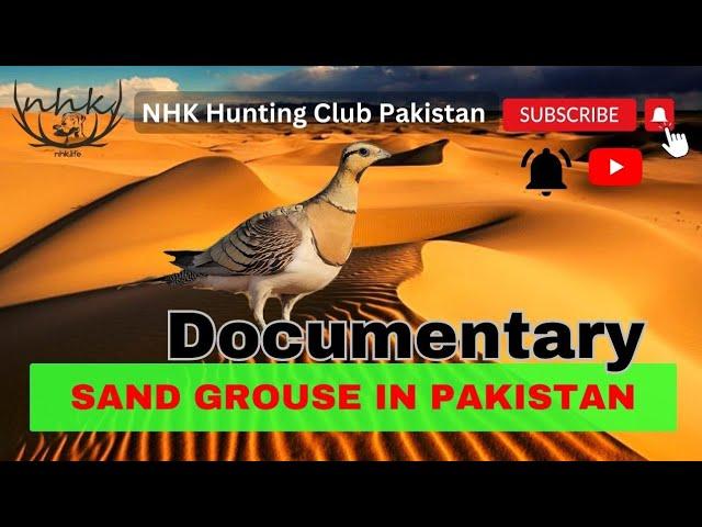 Sand Grouse in Pakistan | Sand Grouse at the Waterhole ️
