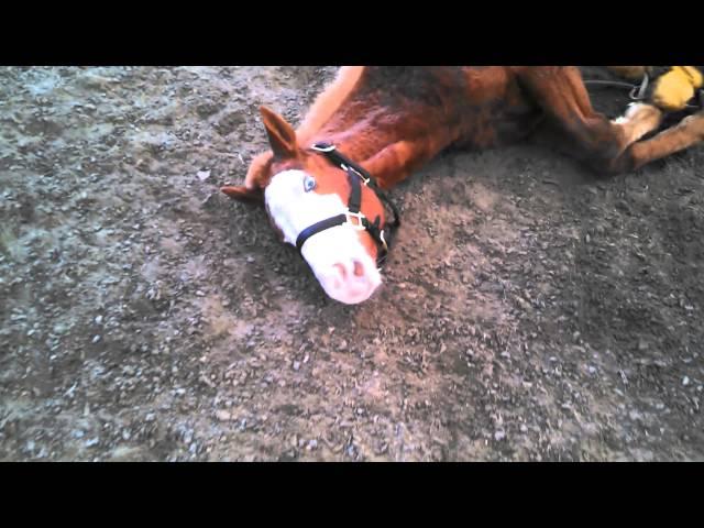 Taught a yearling to lie down