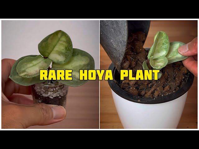 Rare Hoya Collection : Hoya Argentea Princess (Part 1)