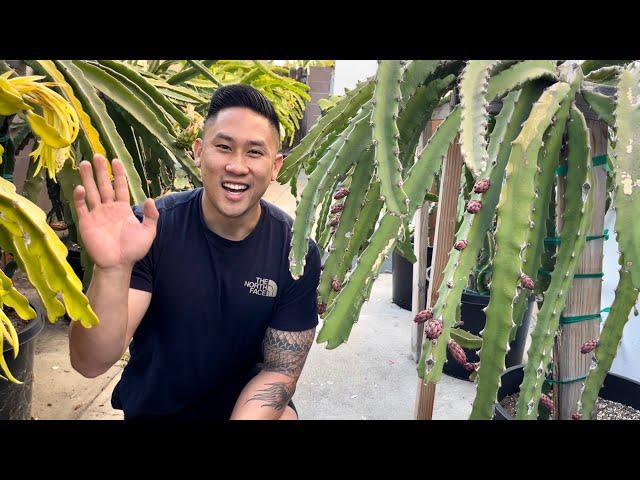 How to Improve Dragon Fruit Quality Flavor & Size by Thinning Buds