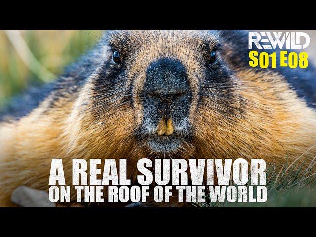 The Golden Marmots of Deosai | Highly Social & Intelligent Animals