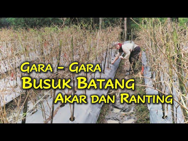 BUSUK BATANG PADA CABE