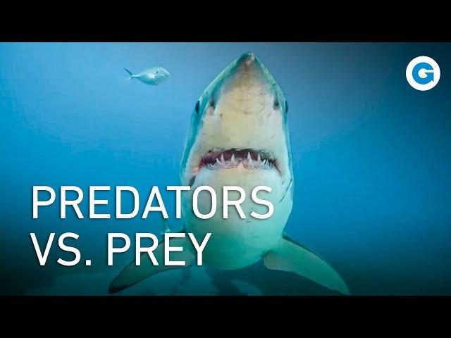 Animal Survival Tactics and Ocean Warfare | Extra Long Documentary