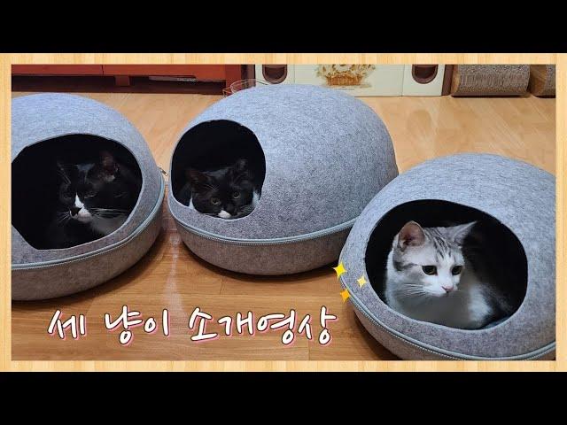 [냥줍집사] 세 냥이 소개영상~