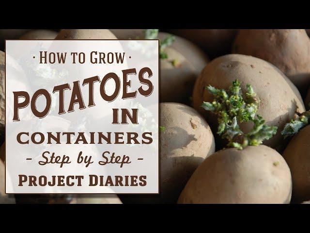  How to: Grow Potatoes in Containers (Step by Step Guide)