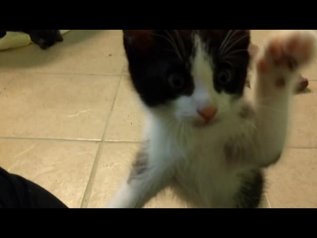 Playful kittens goof off