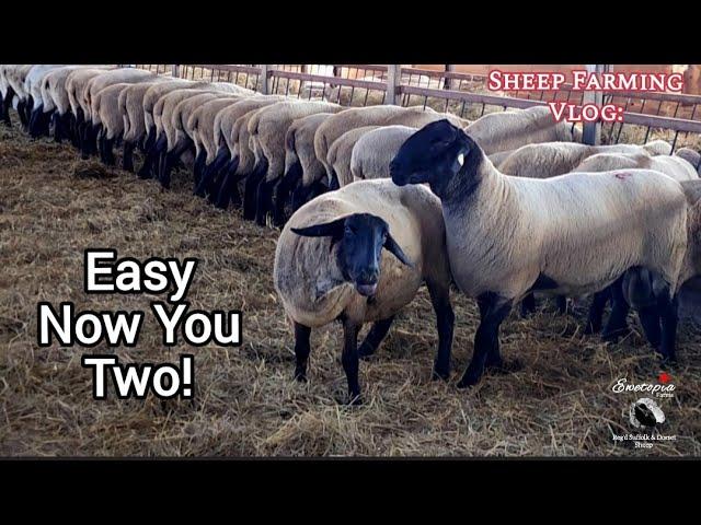 Life On A Sheep Farm: At Work And At Home!