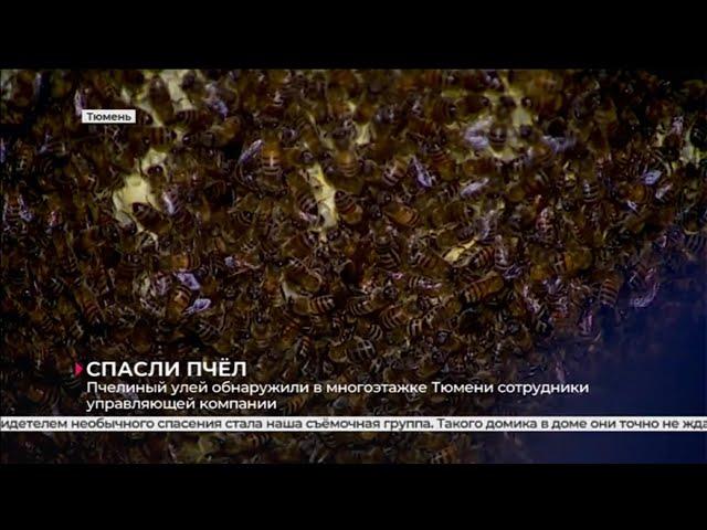 Пчелиный улей в многоэтажке | Тюмень