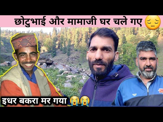 कौन सम्भाल रहा आजकल सारा काम ? OVERNIGHT FOREST CAMPING WITH NOMADIC SHEPHERD'S. HIMACHALI LIFE