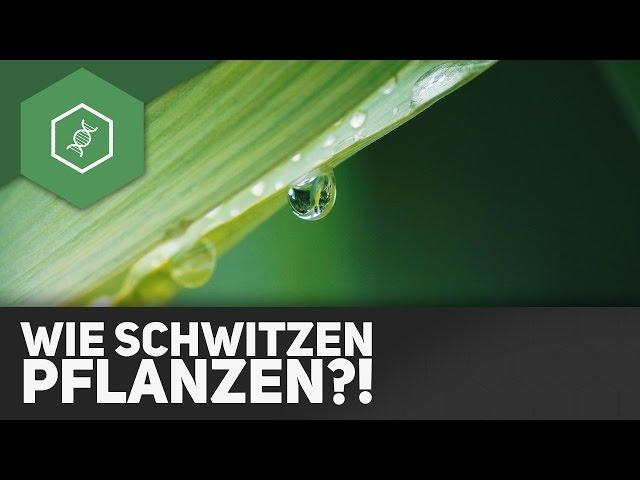 Transpiration: Wie schwitzen Pflanzen?!