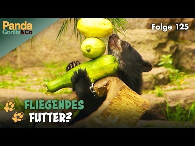 Kletterspaß bei den Malaienbären im Zoo und Aquarium-Expedition an die Ostsee | Panda, Gorilla & Co.