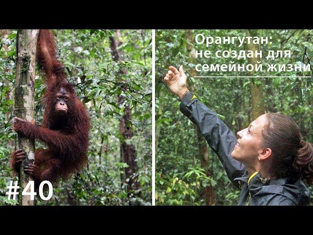 Орангутан: не создан для семейной жизни // Всё как у зверей #40