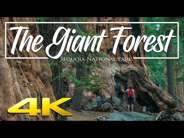 The Giant Forest 4K | Sequoia National Park