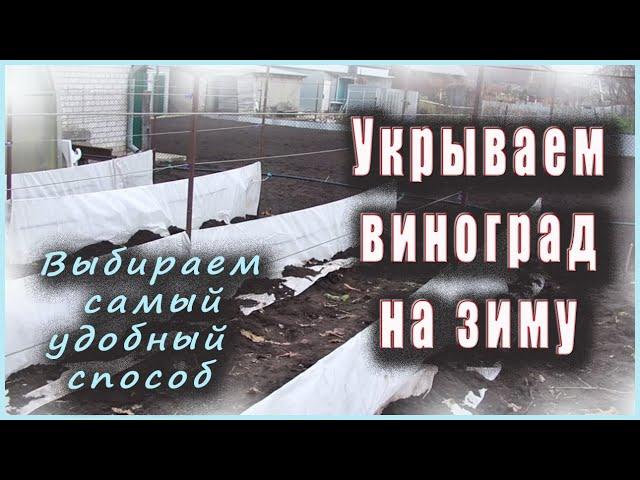 Укрытие винограда на зиму, выбираем самый удобный способ.