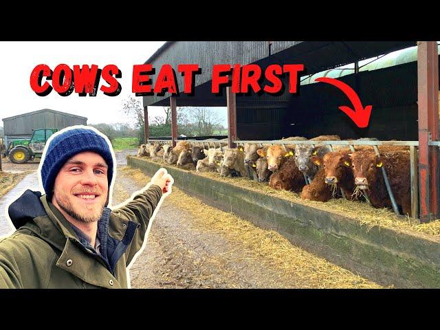 A DAY IN THE LIFE OF A BEEF FAMER | THE CRIMBO LIMBO