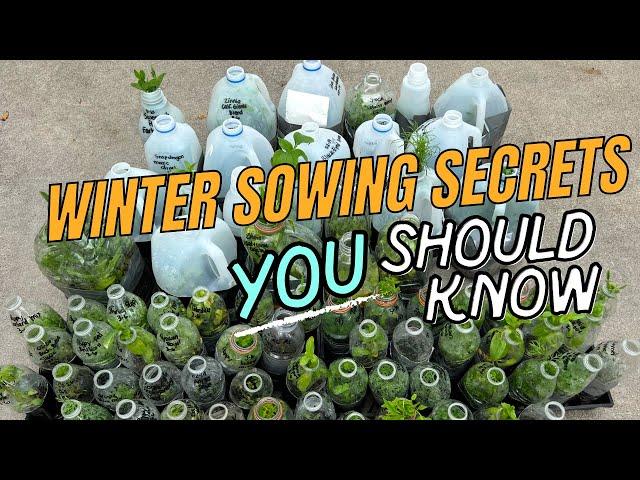 Winter Sowing: My Most Controversial Advice & Top Tips for Success | The Southern Daisy