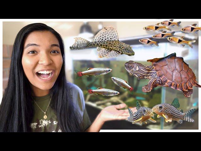 you should try THESE FISH with TURTLES (more turtle tankmates)