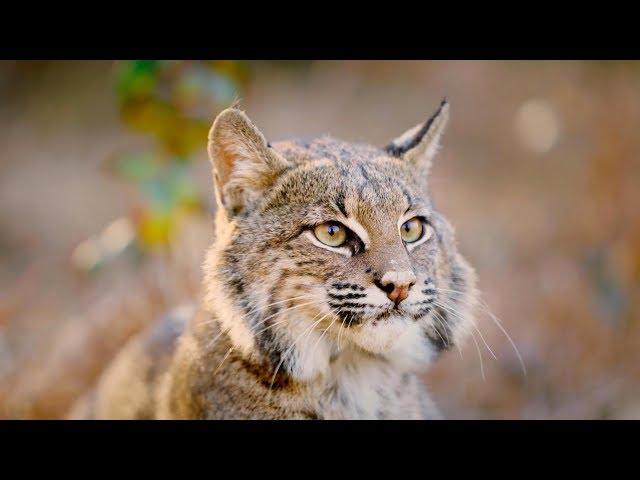 The Mystery and Magic of Bobcats