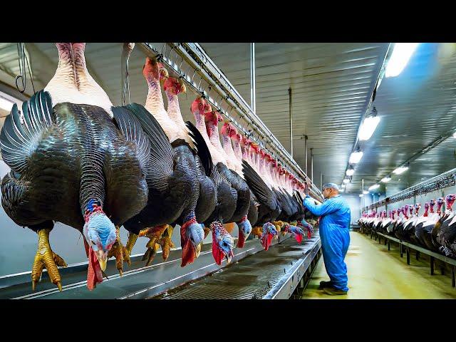 How Millions of Turkeys Are Raised and Harvested, Turkeys Processing in Factory - Turkeys Farms