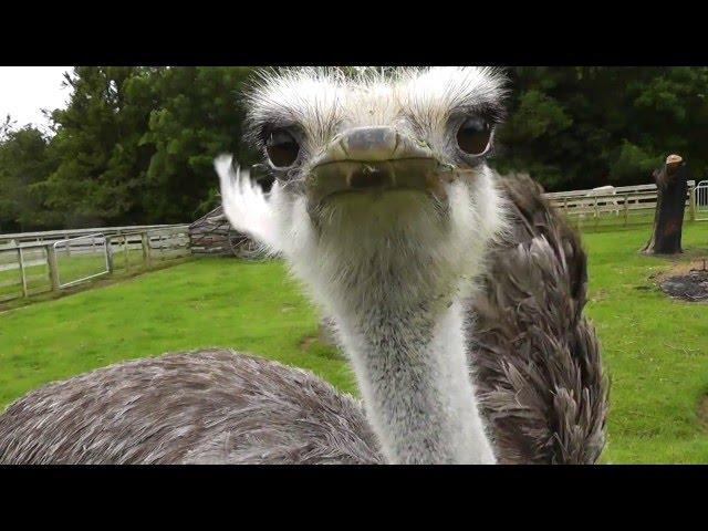 ostrich eating video camera