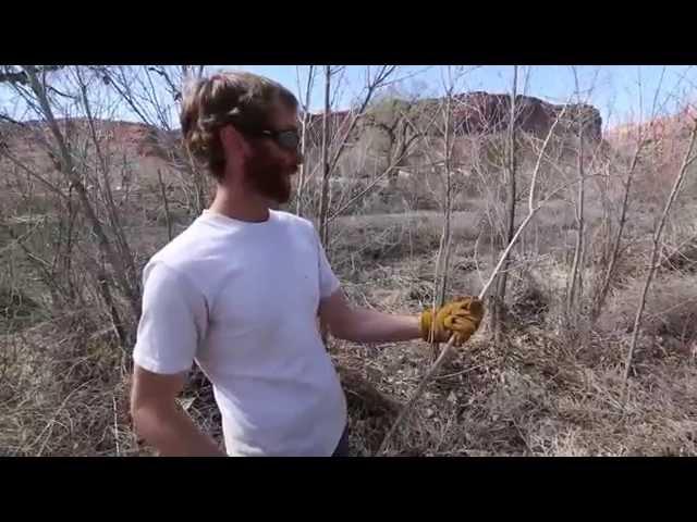 Harvesting Cottonwood and Willow Poles, Stinger Bar, and Waddle Techniques