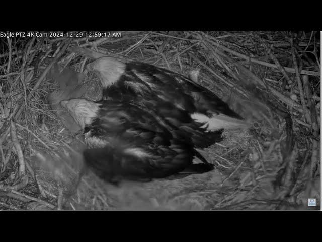 Captiva Eagles ~ CLIVE JOINS CONNIE AT NIGHT HELPING TO PROTECT CE12 & CE13 FROM STORM!  12.29.24