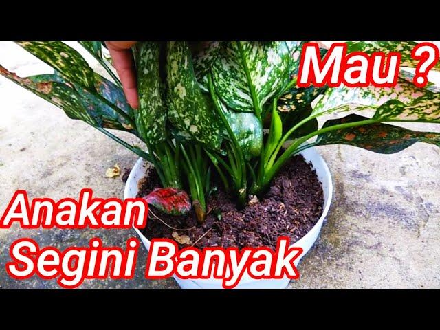 Tips Merawat Aglaonema Subur Banyak Anakan