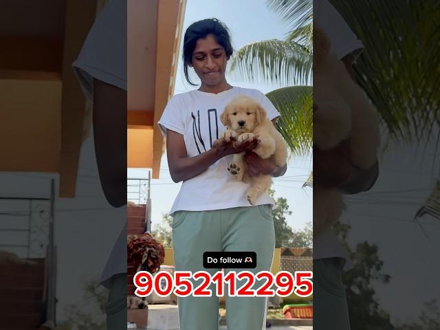 Happy client ️ golden retriever female puppydelivery  Anantapur ️#pets #dog #doglover #shorts