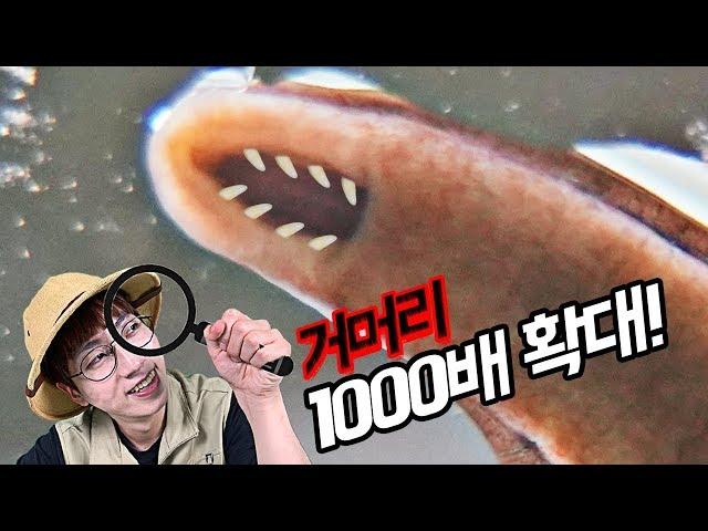 거머리 흡혈입 1000배 확대!