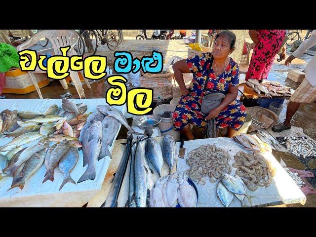 කිලෝ 2ක් 500ට යන මීගමු වැල්ලේ මාළු මිල| Fish Price In Negombo@SLfoodsacademy