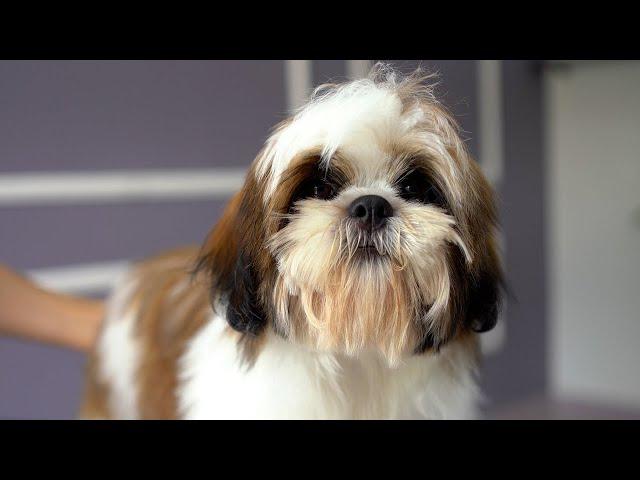 5 MONTH OLD LHASA APSO PUPPY, FIRST GROOMING ️️