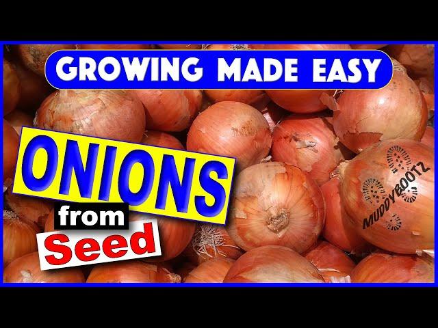 214  Seed Onions  Growing Made Easy  A Step by Step Guide