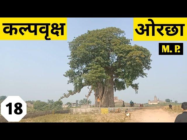 Kalpavriksh Orchha l कल्पवृक्ष l kalpvriksh photo l Which tree is Kalpavriksha? l What is Kalp plant