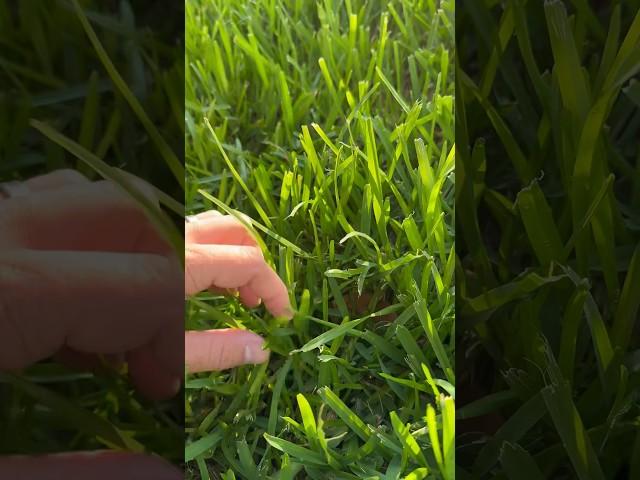 This ain’t Tall Fescue!! #enjoythemow #diylawncare #lawntips  #lawn #lawnmaintenance