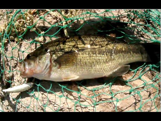 PLEASANT VALLEY RESERVOIR has BASS?!
