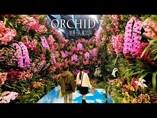 【4K Orchid】 International Orchid and Flower Show 2024. #世界らん展2024 #4K #orchid