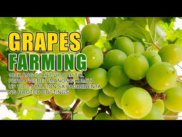 BEST GRAPES FARMING | 100K START-UP CAPITAL PERO PWEDENG KUMITA UP TO 3.5M SA PAGBEBENTA NG CUTTINGS