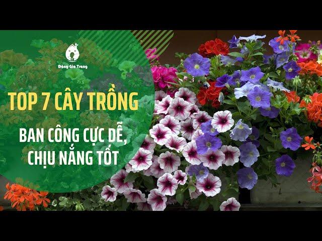 Top 7 cây trồng ban công cực dễ, chịu nắng tốt | Balconies | SFARM