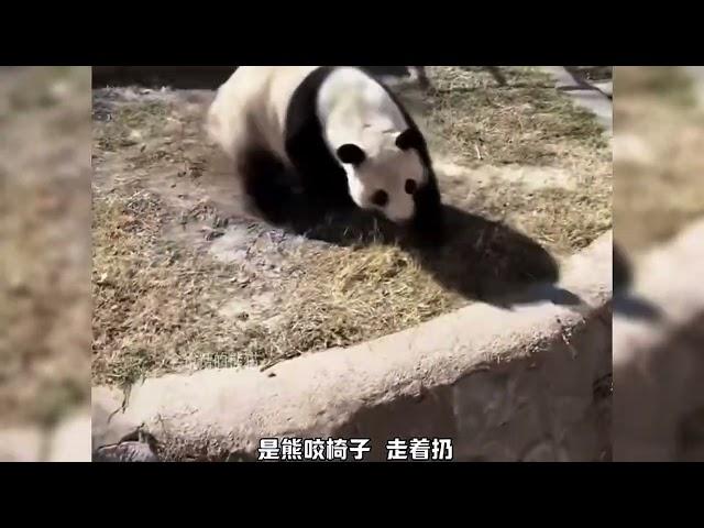 #panda 搞笑熊猫系列-天津动物园喜乐熊猫的暴脾气，凳子事件持续发酵