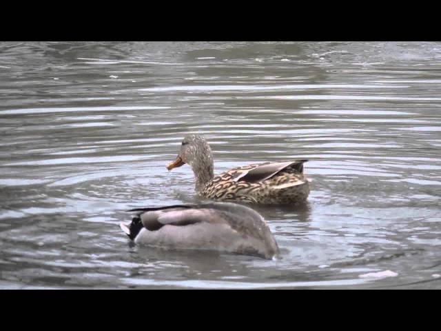 Capital Naturalist: Mallards Feeding