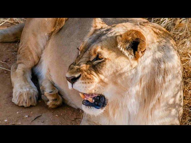 Lion Enrichment at The Namibia Wildlife Sanctuary | The Great Projects